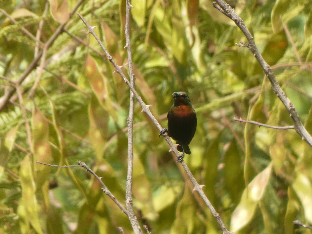 Copper Sunbird - ML642420419
