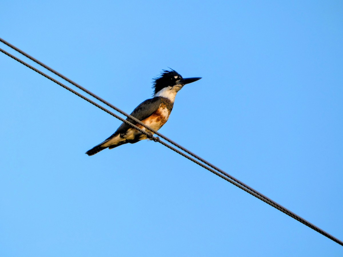 Belted Kingfisher - ML642420424