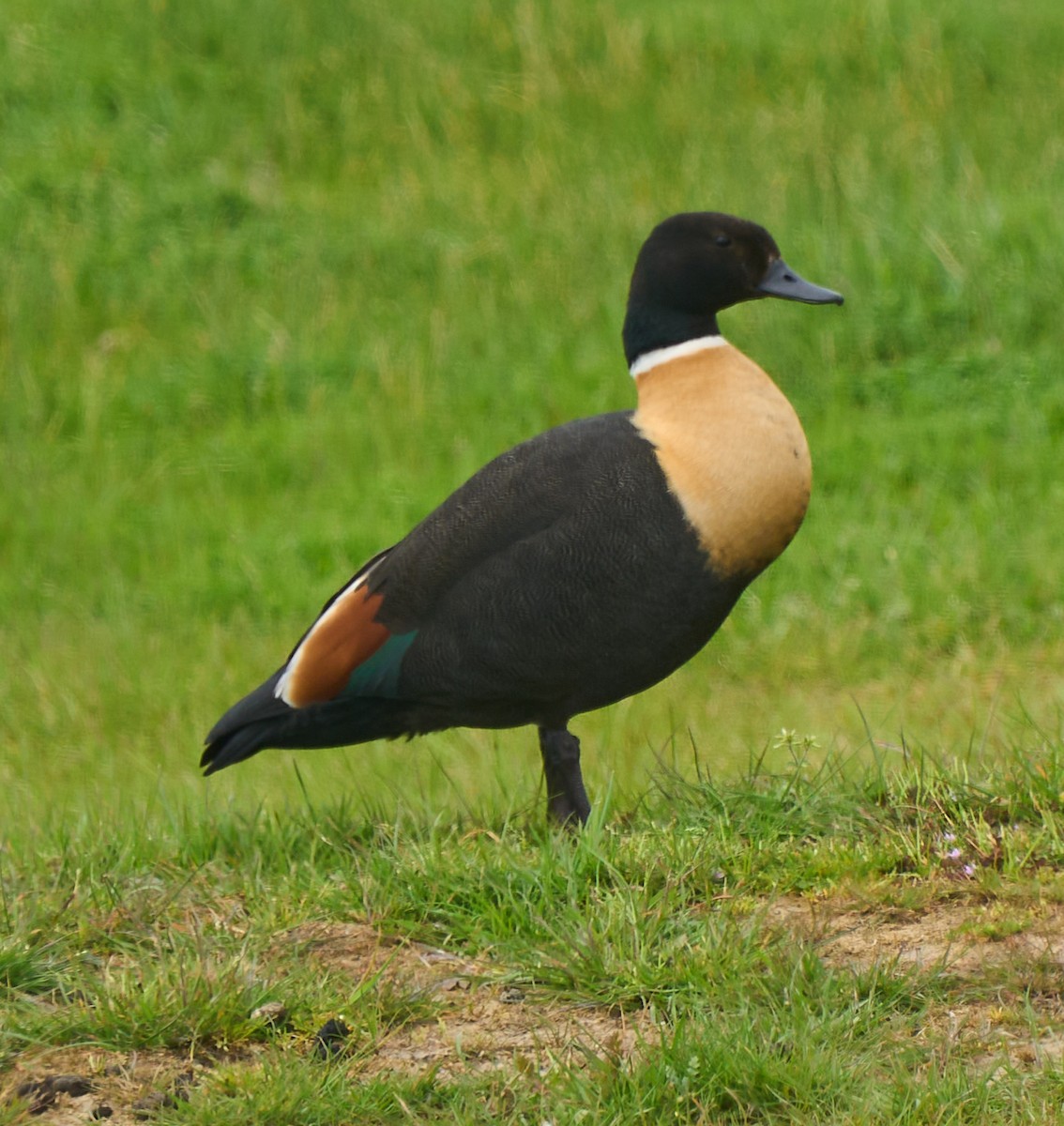 Australian Shelduck - ML642420428