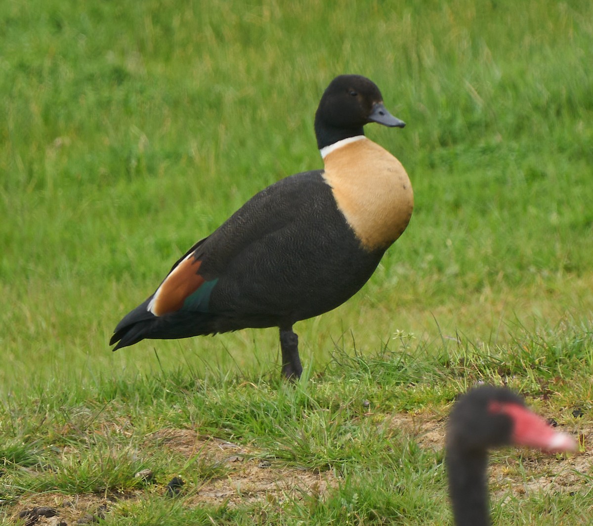 Australian Shelduck - ML642420429
