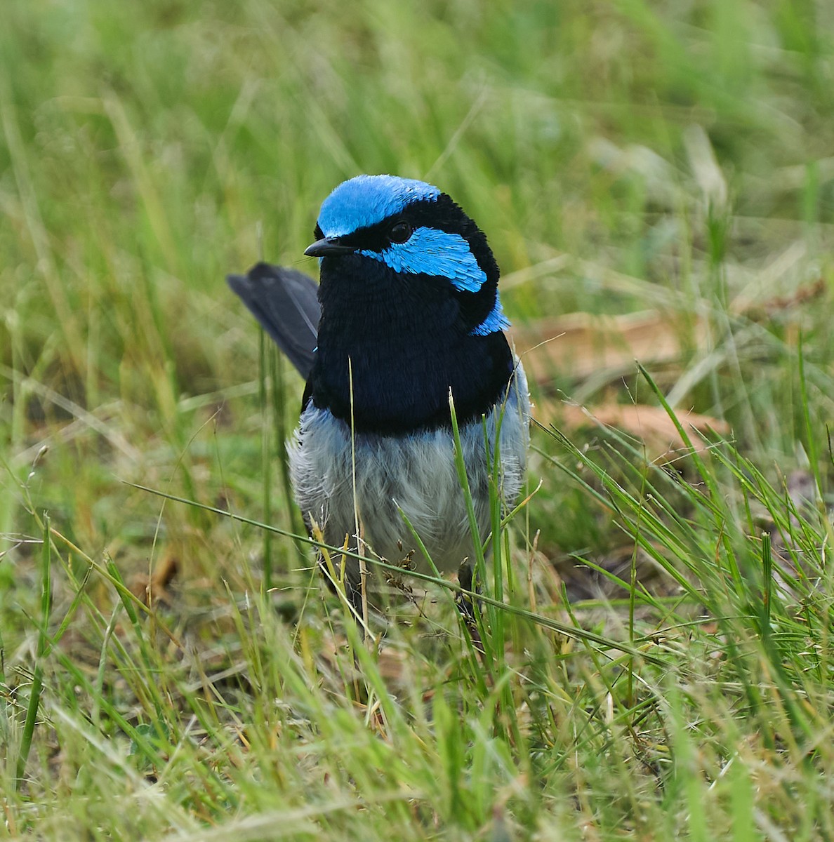 Superb Fairywren - ML642420436
