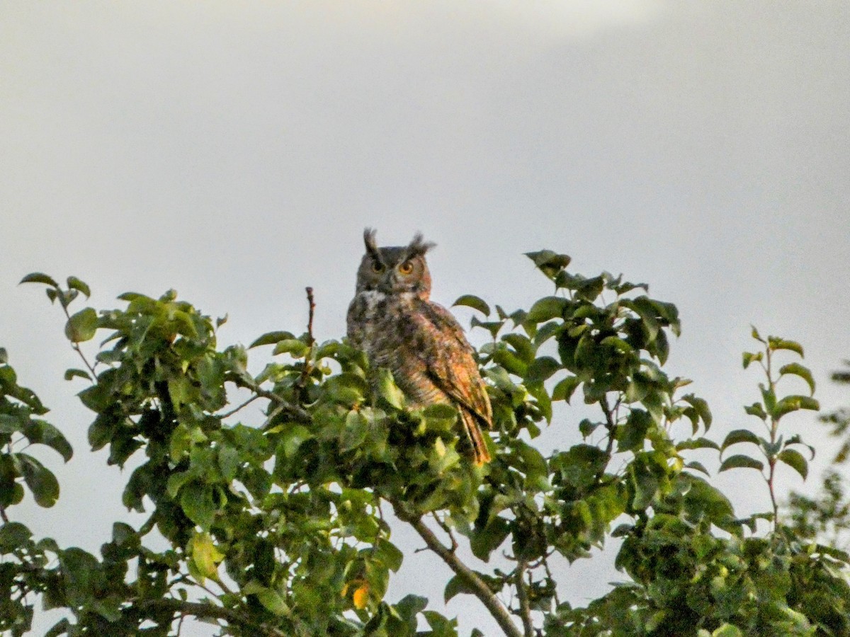 Great Horned Owl - ML642420437
