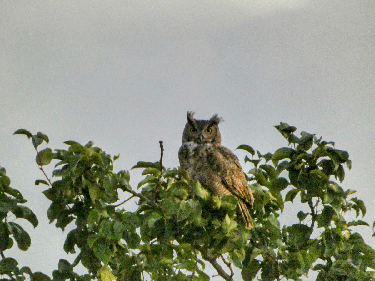 Great Horned Owl - ML642420438