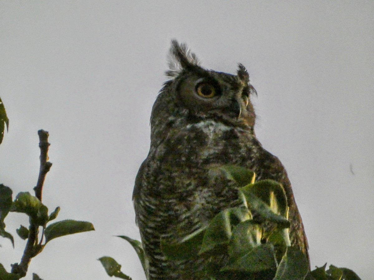 Great Horned Owl - ML642420439