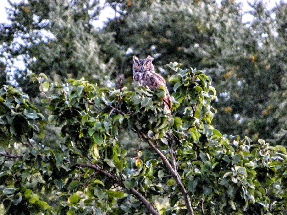 Great Horned Owl - ML642420440
