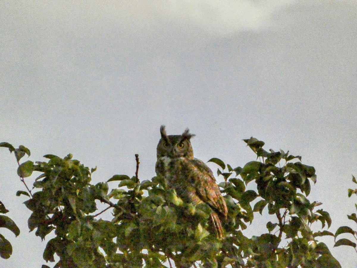 Great Horned Owl - ML642420441