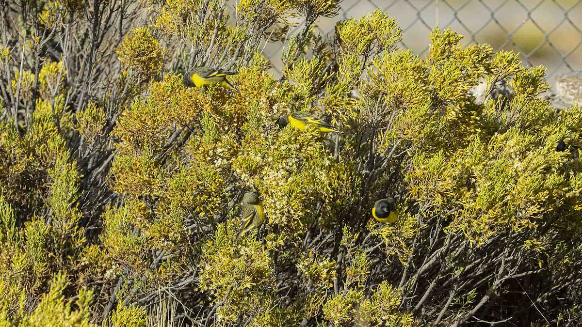 Yellow-rumped Siskin - ML642420460