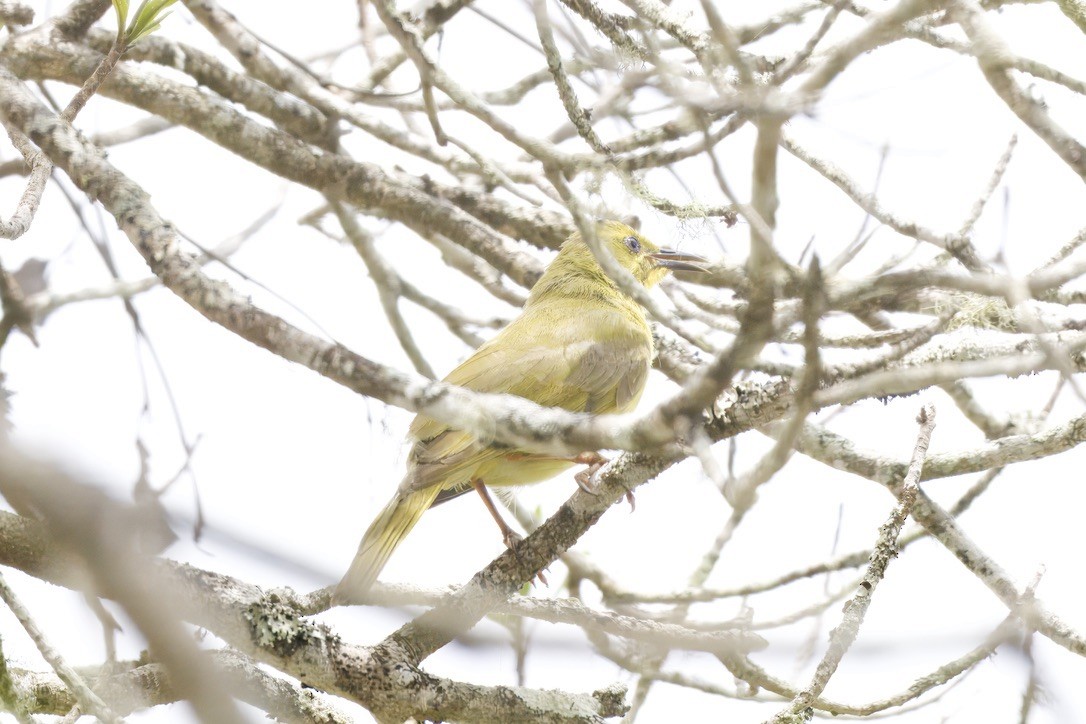 Yellow Honeyeater - ML642420462