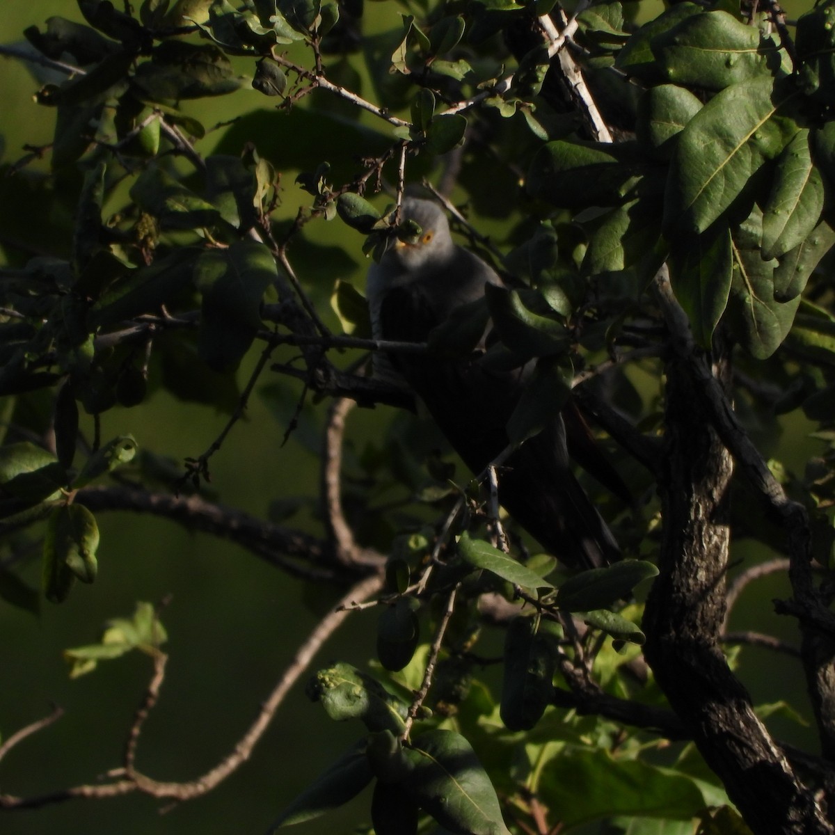 Common Cuckoo - ML642420489