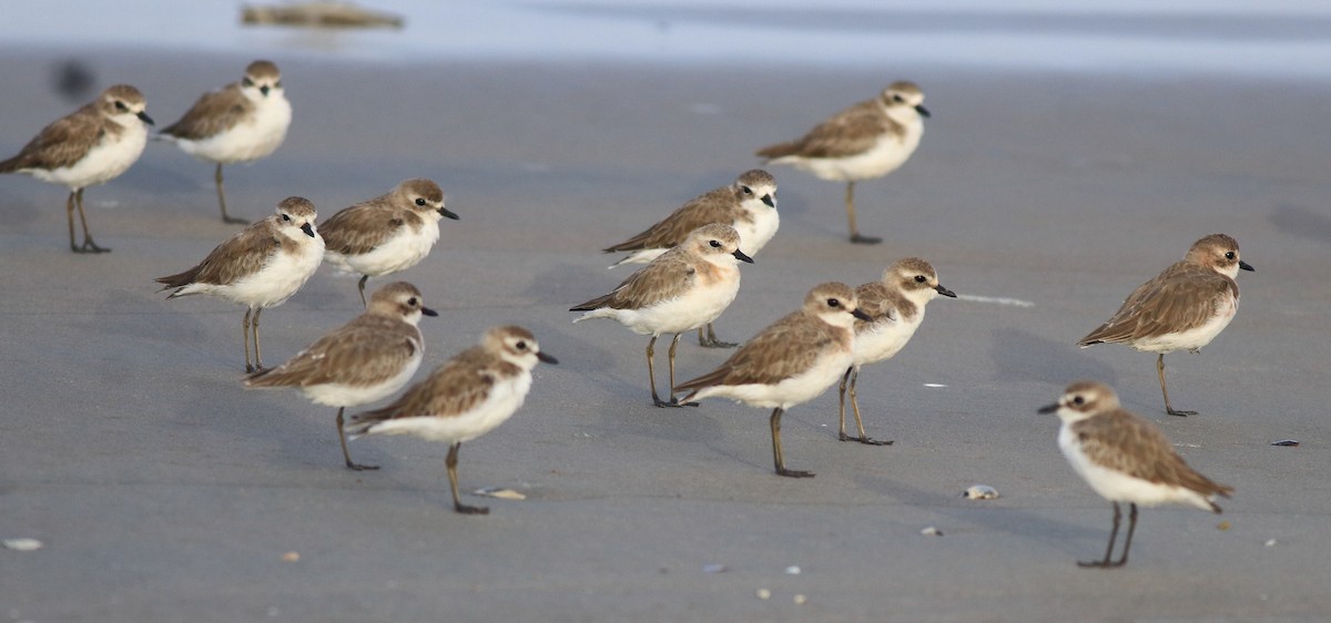 Tibetan Sand-Plover - ML642420500