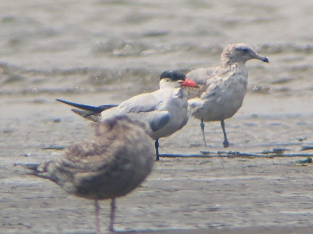 Caspian Tern - ML642420505