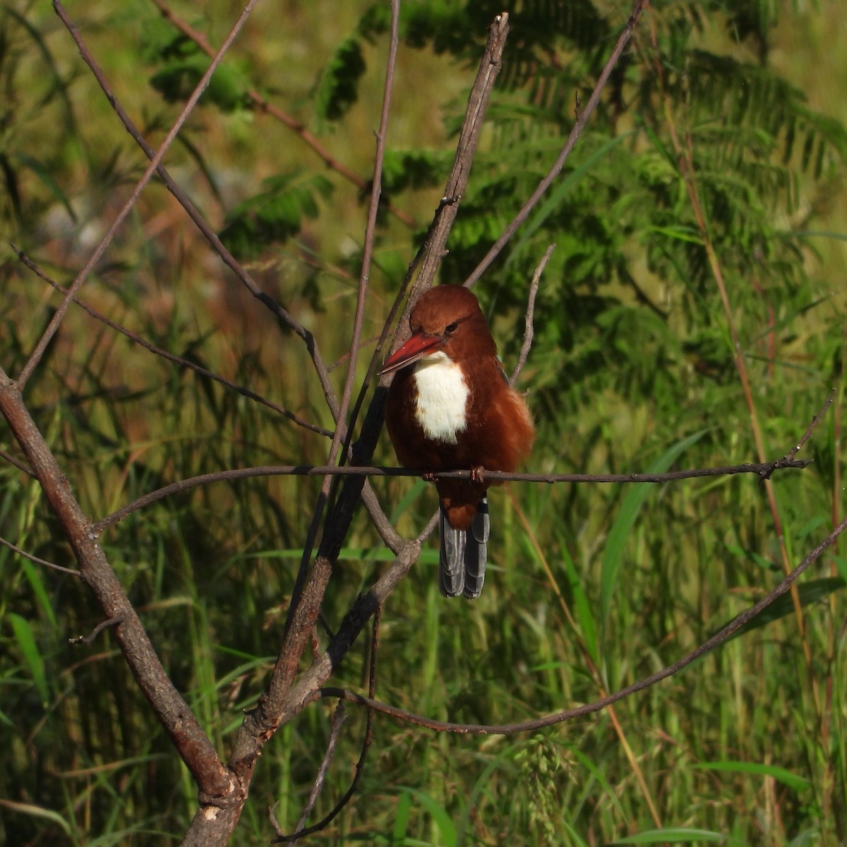 White-throated Kingfisher - ML642420516