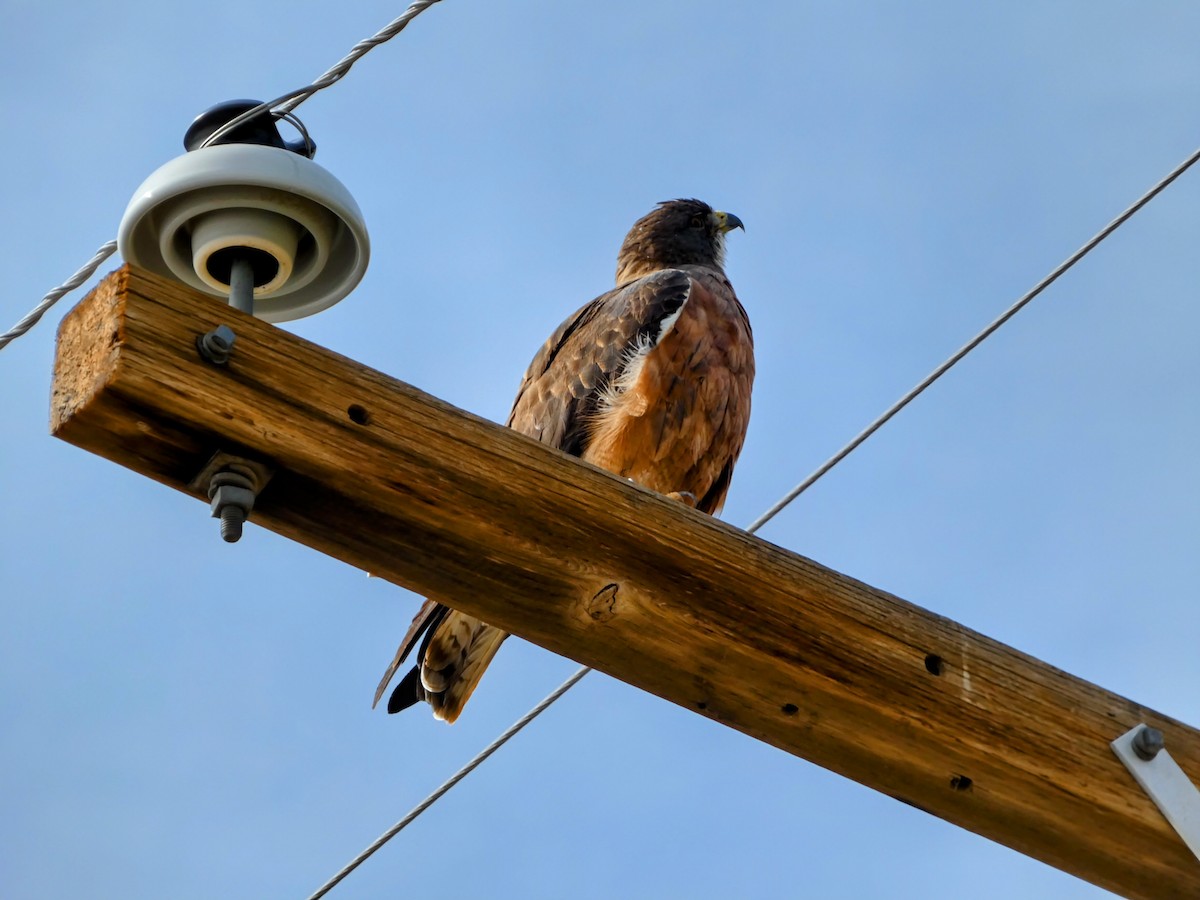 Swainson's Hawk - ML642420519
