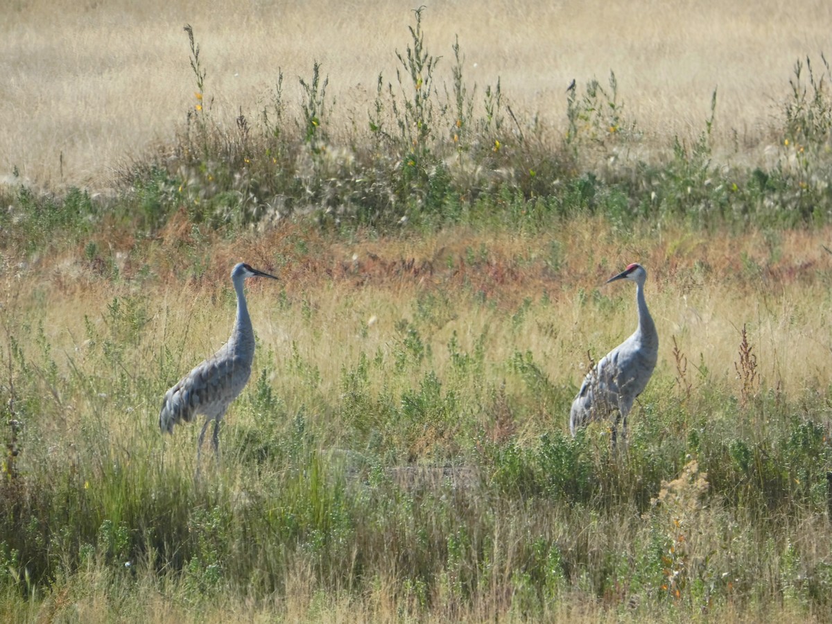 Sandhill Crane - ML642420525