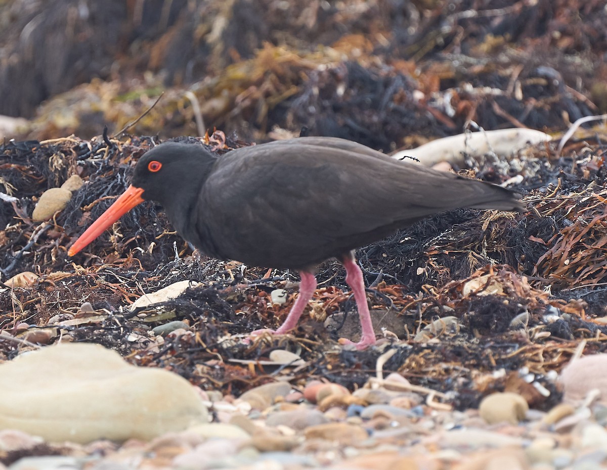 Sooty Oystercatcher - ML642420533