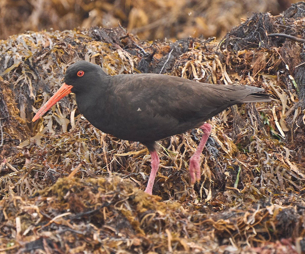 Sooty Oystercatcher - ML642420534