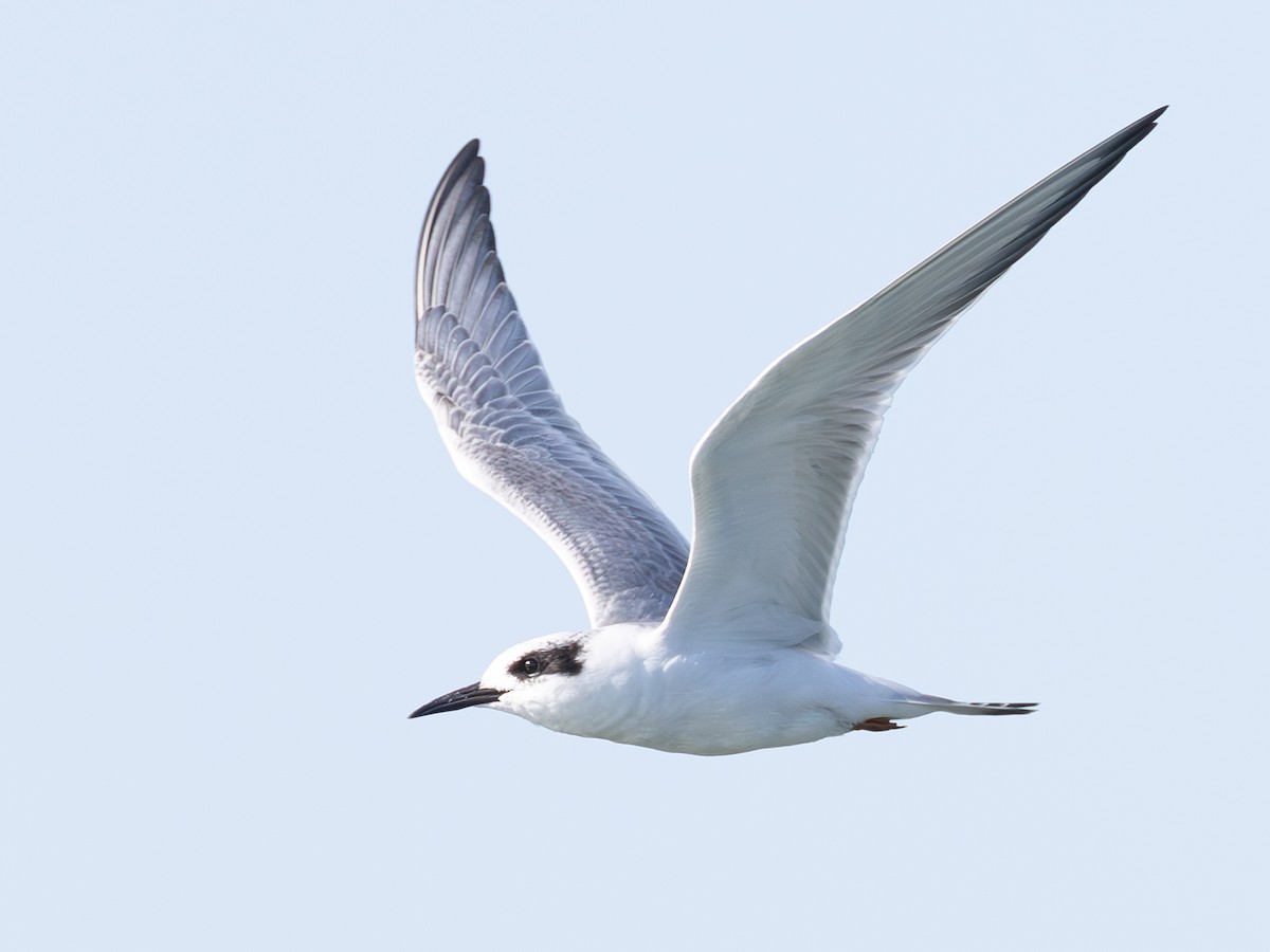 Forster's Tern - ML642420542