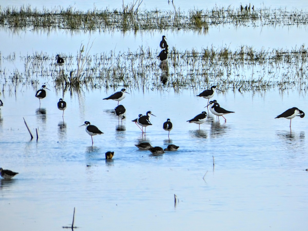 Black-necked Stilt - ML642420543