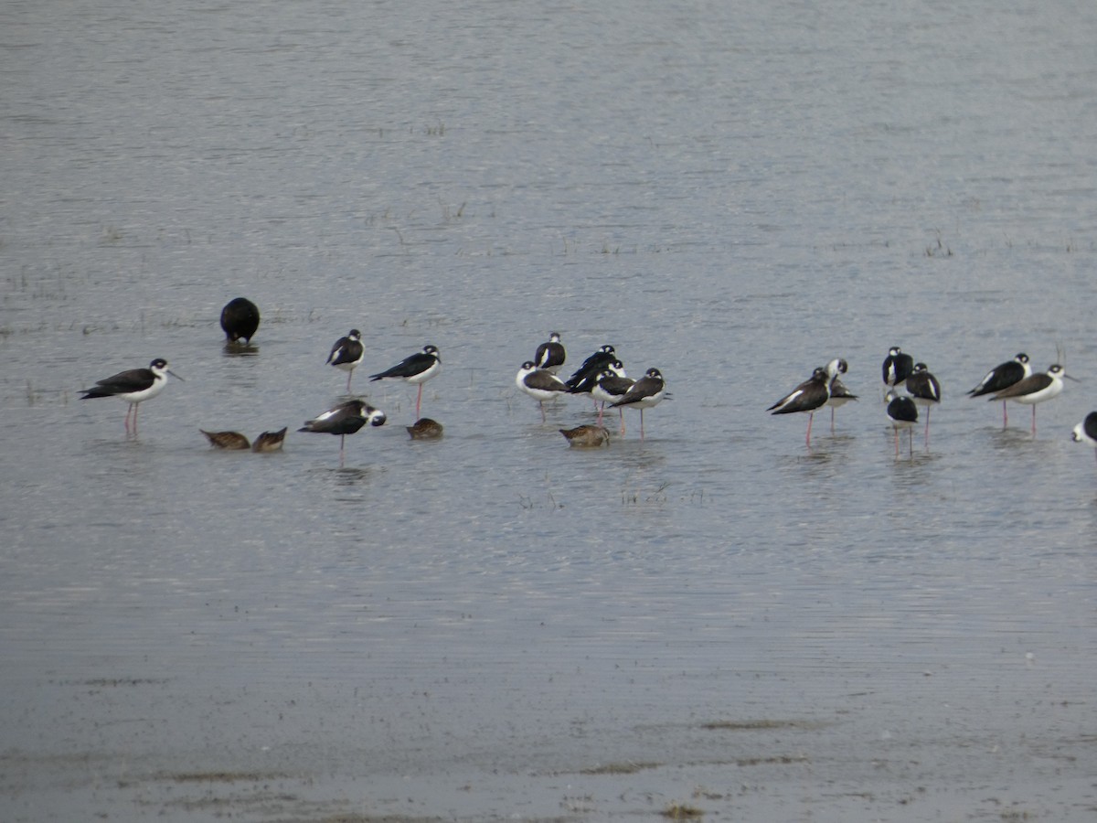 Black-necked Stilt - ML642420544