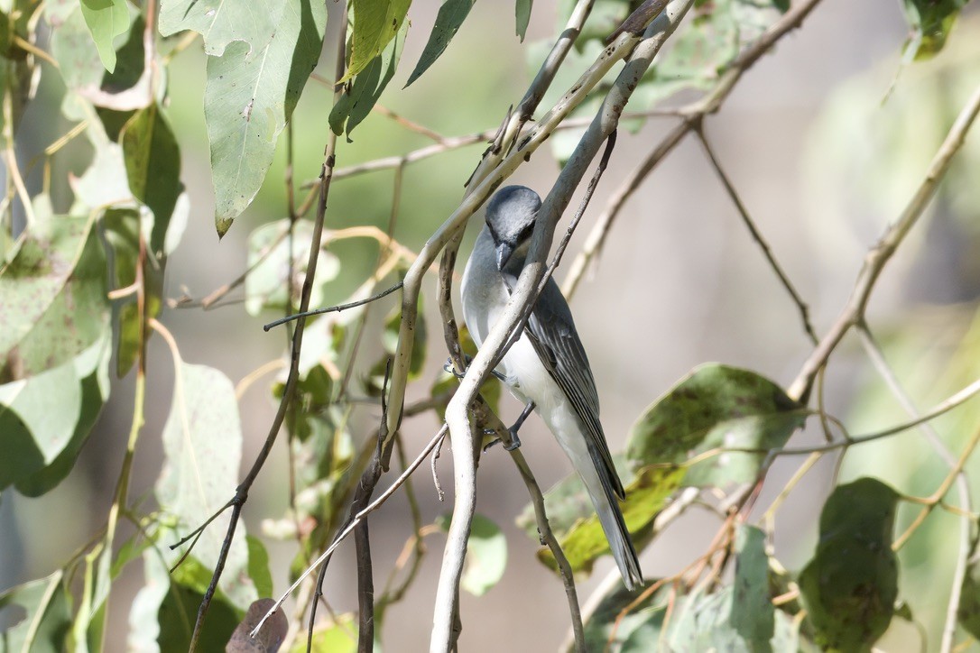 White-bellied Cuckooshrike - ML642420545