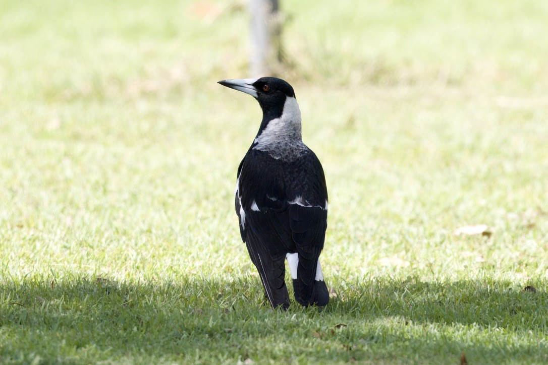 Australian Magpie - ML642420548