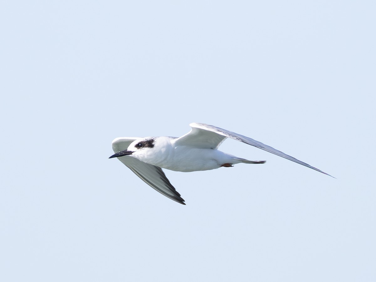 Forster's Tern - ML642420549