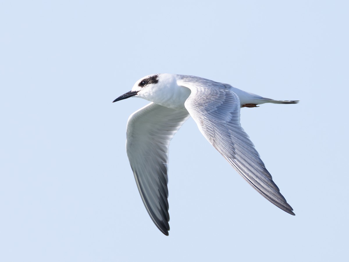 Forster's Tern - ML642420550