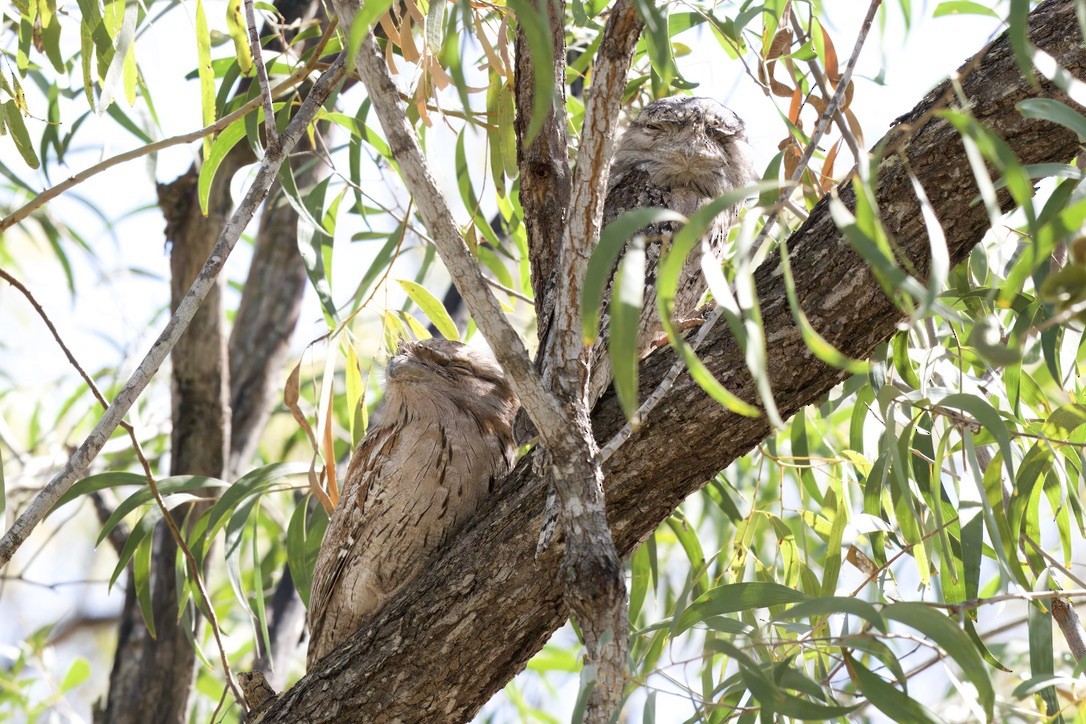 Tawny Frogmouth - ML642420551