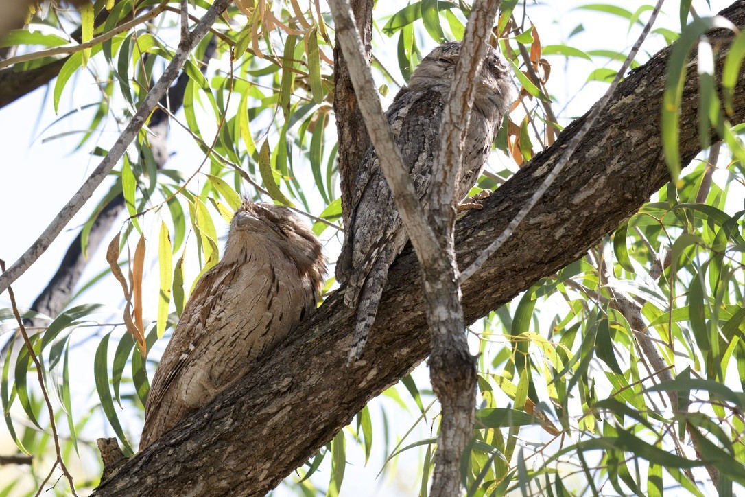 Tawny Frogmouth - ML642420554