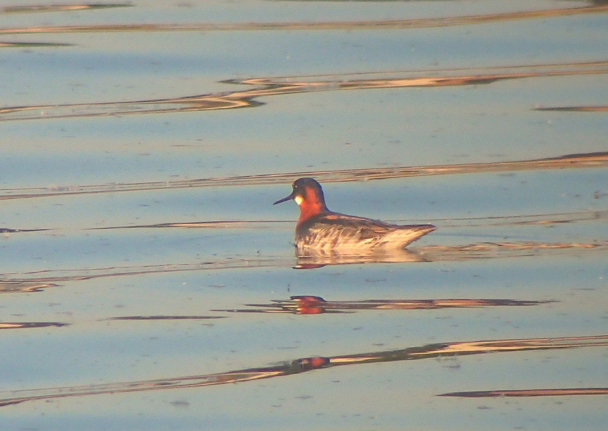 Red-necked Phalarope - ML642420555