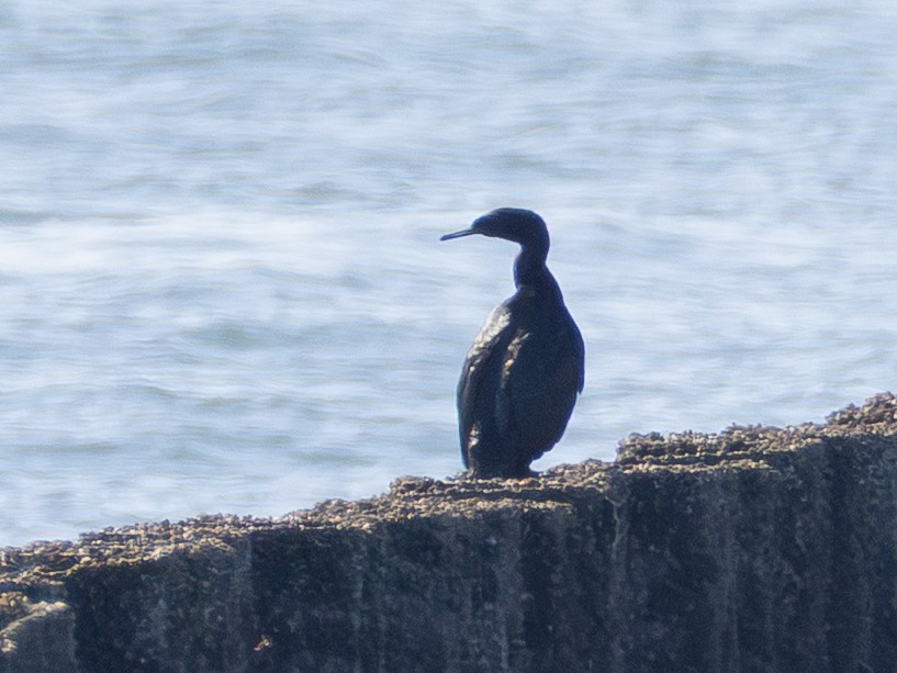 Pelagic Cormorant - ML642420556