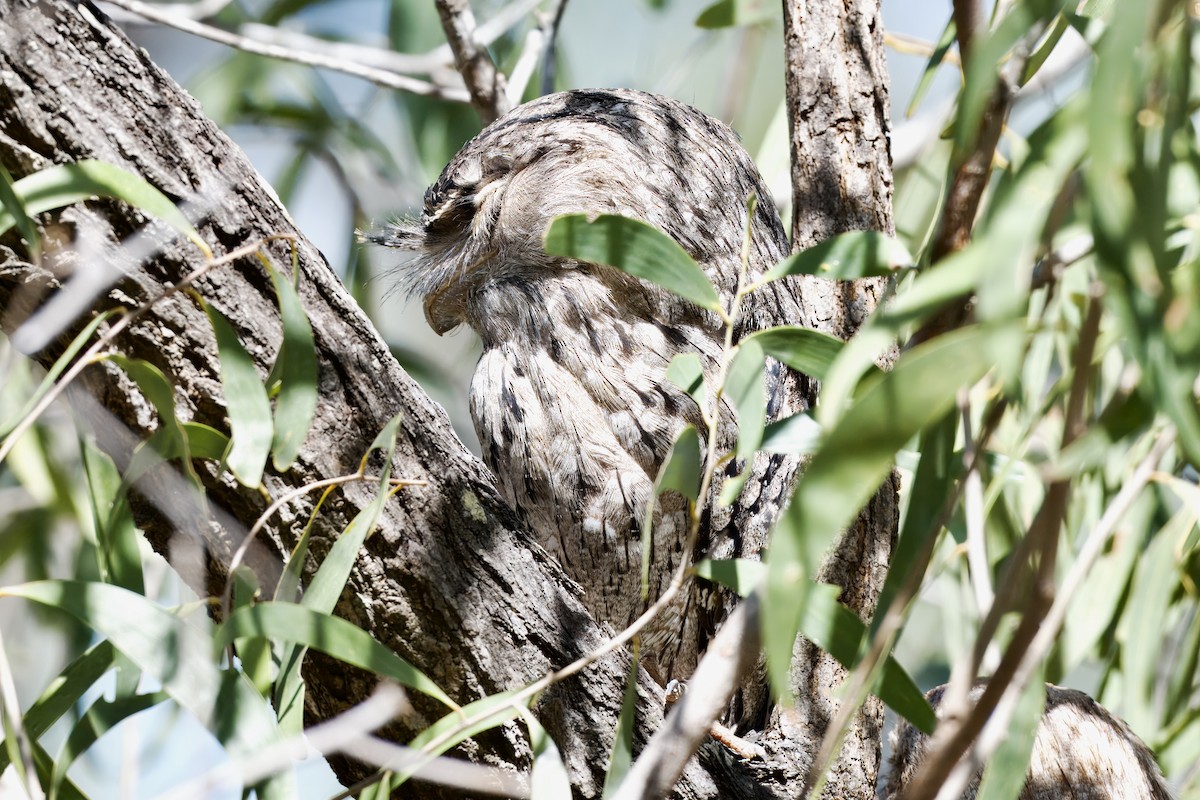 Tawny Frogmouth - ML642420557