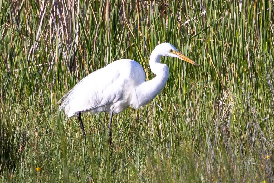 Great Egret - ML642420560