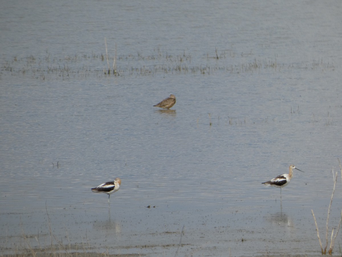 Avoceta Americana - ML642420564