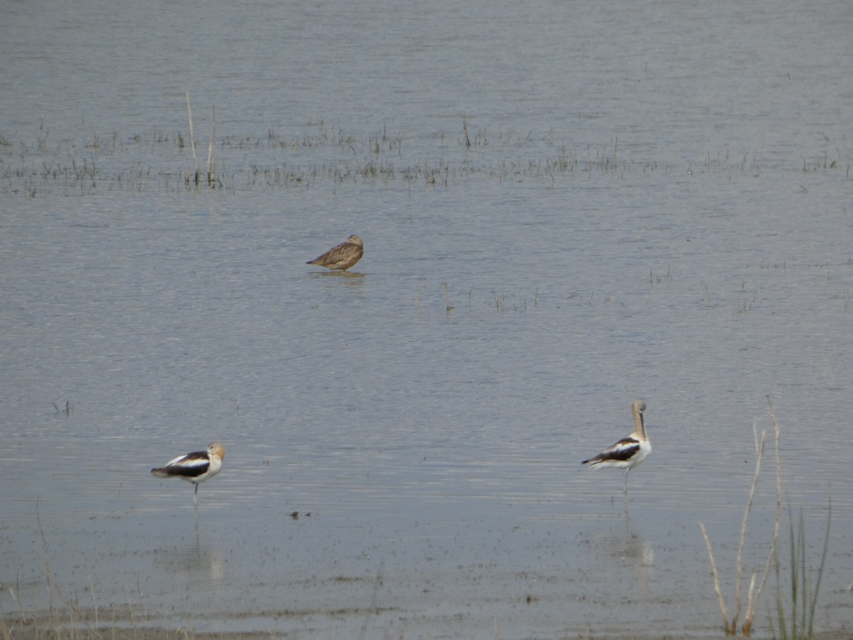 Avoceta Americana - ML642420565