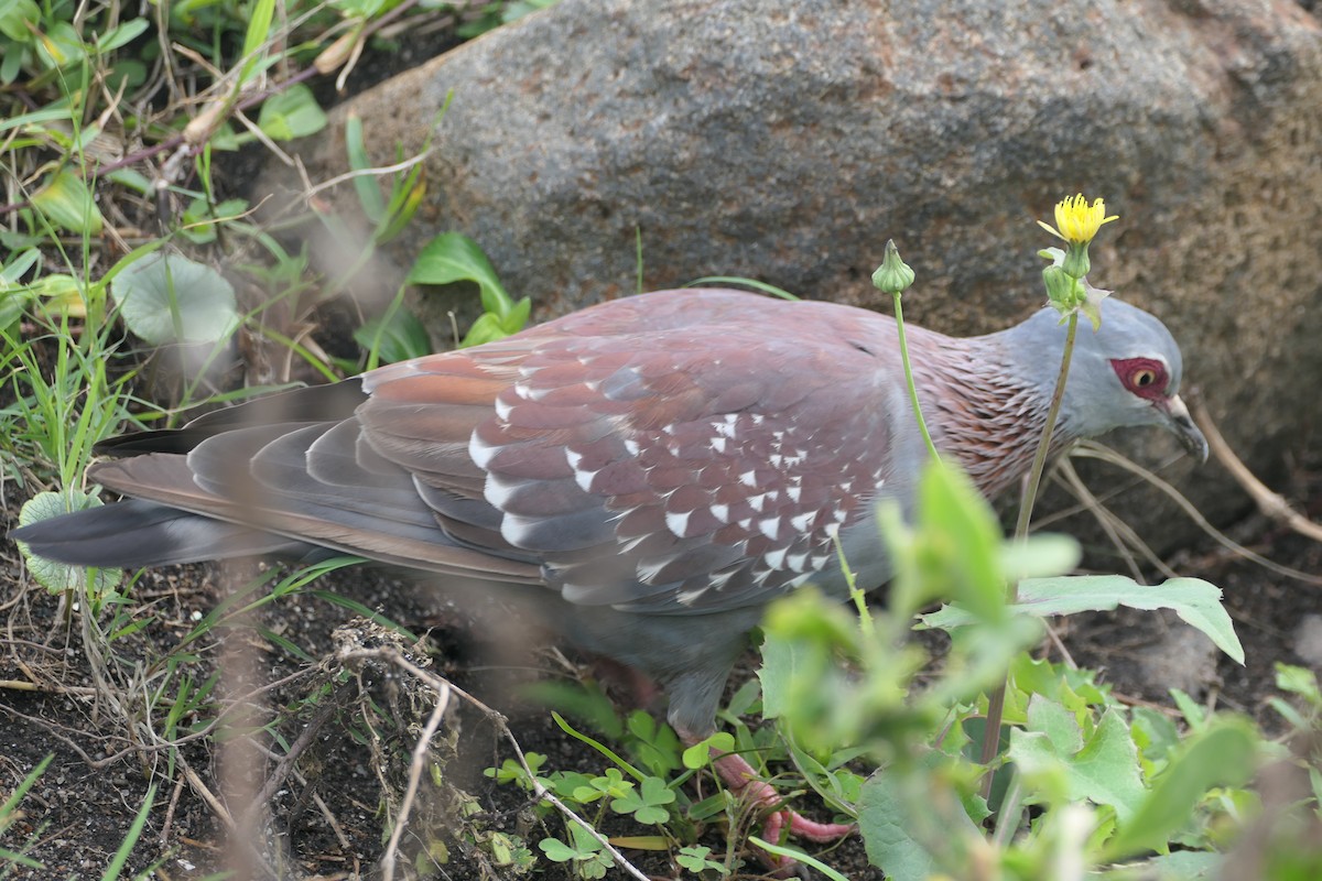 Speckled Pigeon - ML642420566