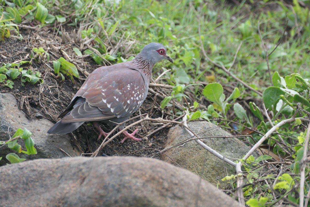 Speckled Pigeon - ML642420567