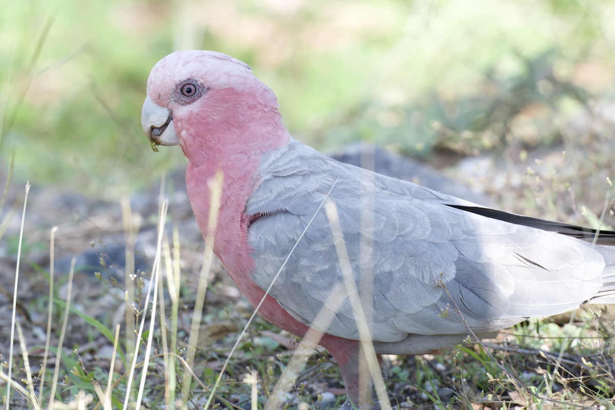 Galah - ML642420568