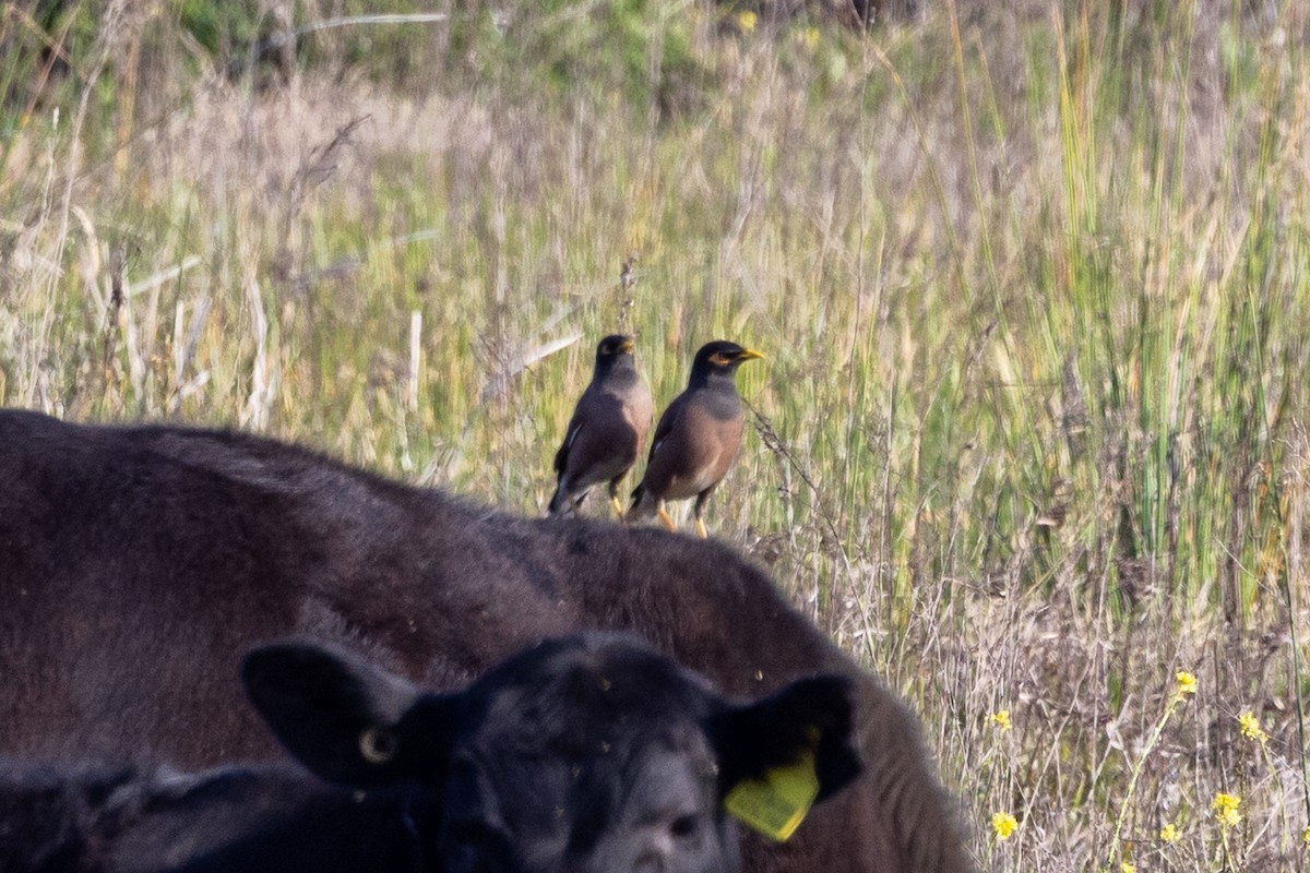 Common Myna - ML642420569