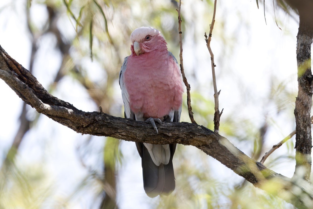 Galah - ML642420570