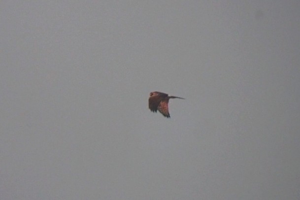 Pallid Harrier - ML642420571