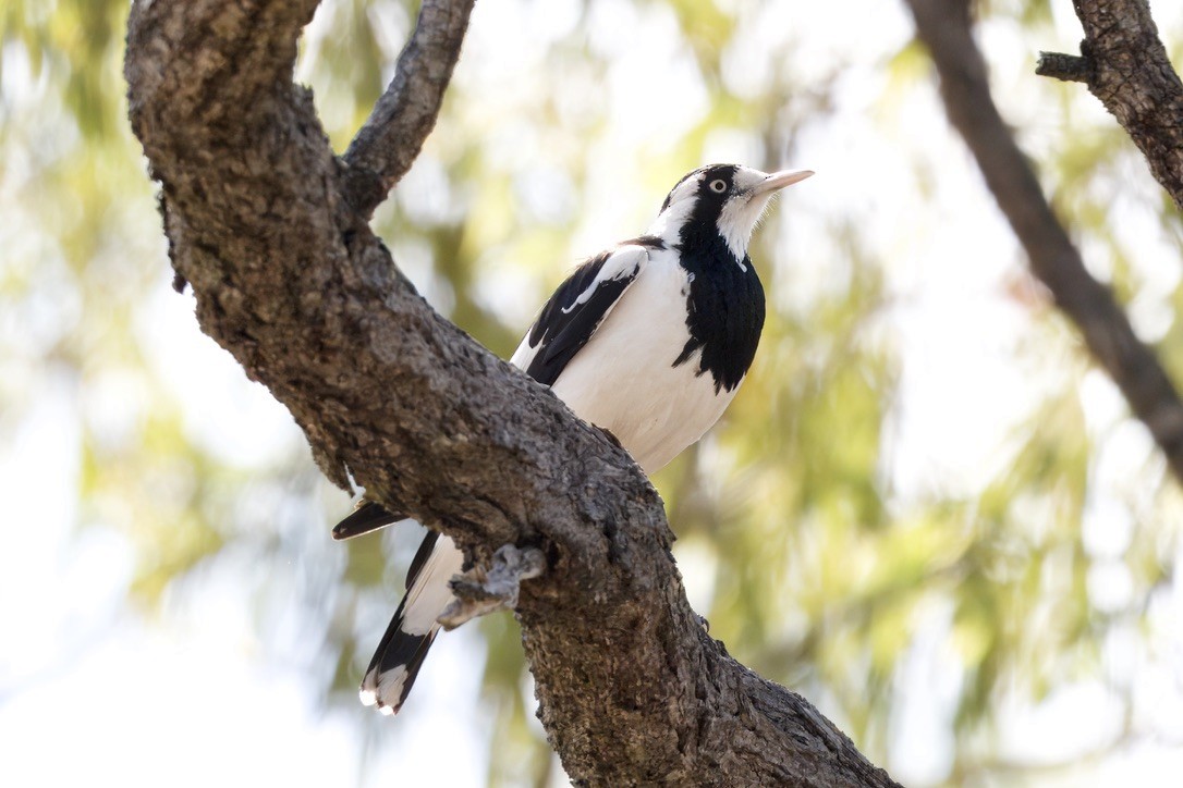 Magpie-lark - ML642420582