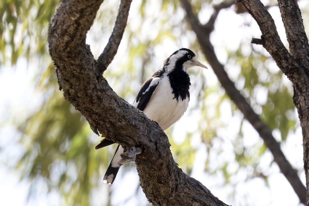 Magpie-lark - ML642420584