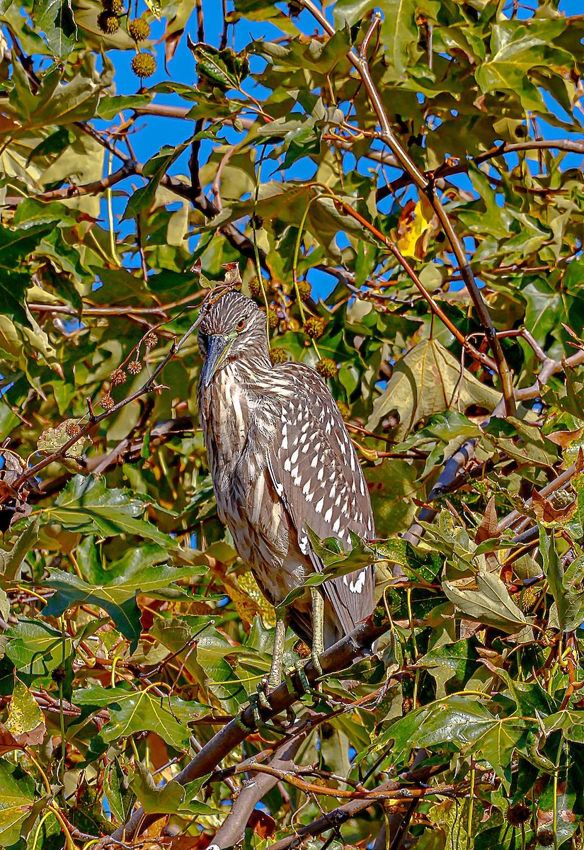 Black-crowned Night Heron - ML642420595
