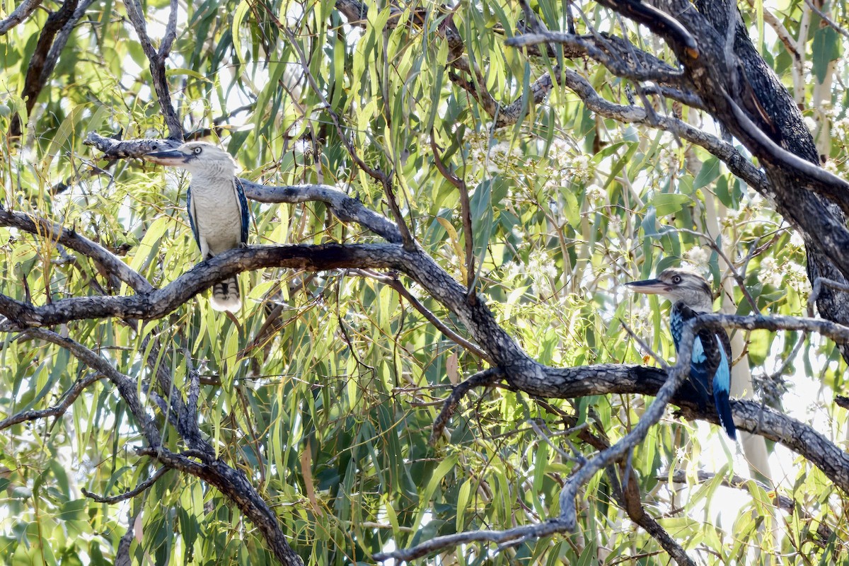 larmekokaburra - ML642420599