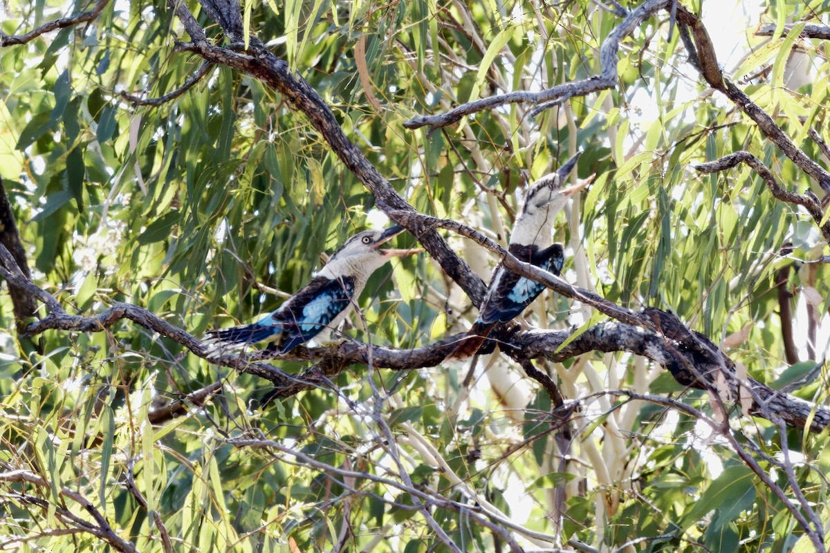 Blue-winged Kookaburra - ML642420601