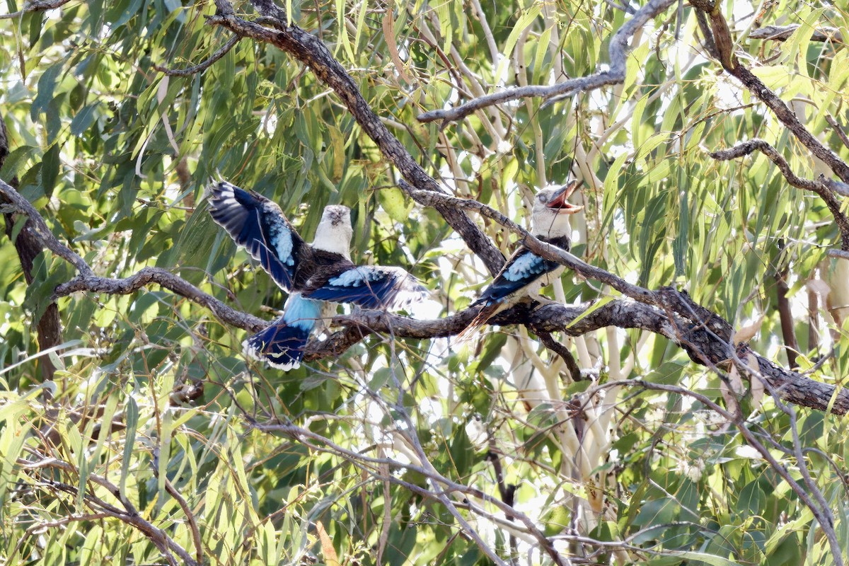 Blue-winged Kookaburra - ML642420607