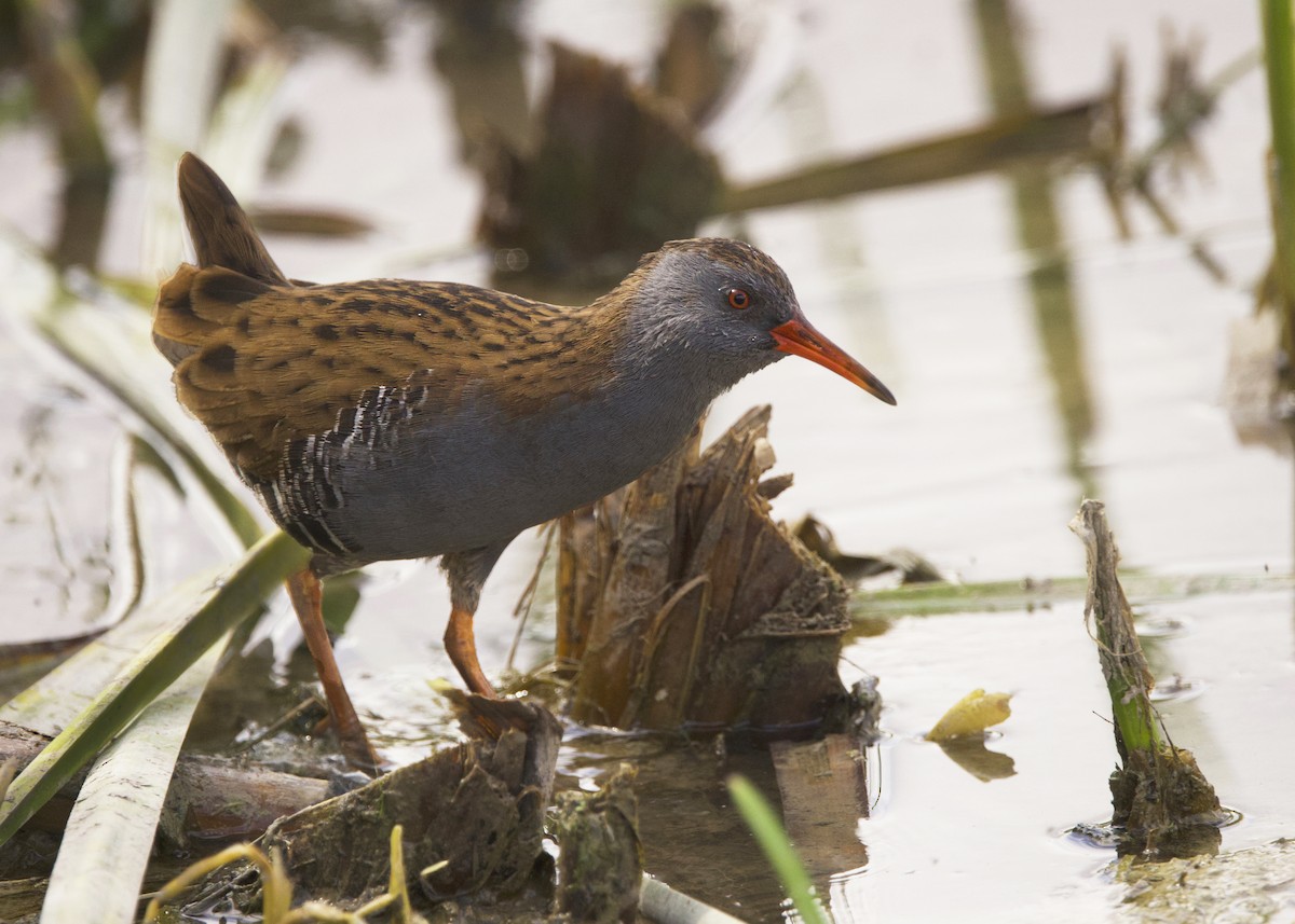 Uroilanda handia - ML642420610