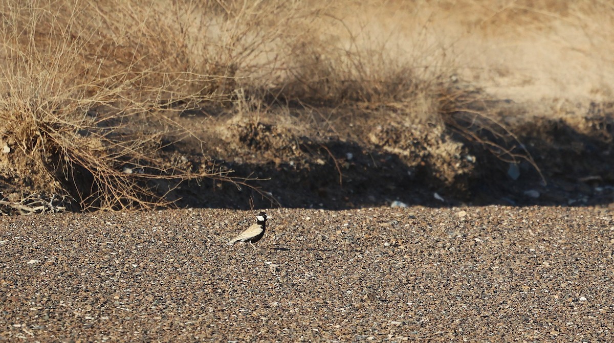 Black-crowned Sparrow-Lark - ML642420615