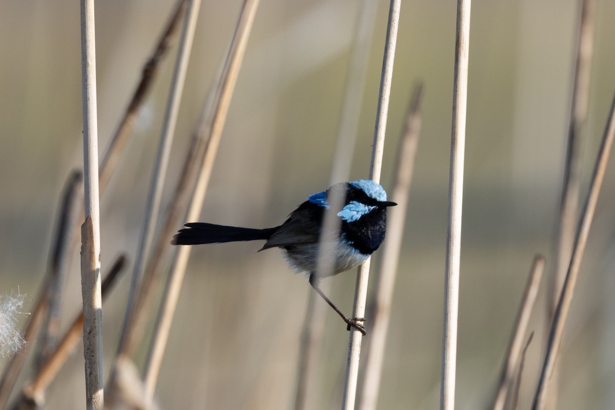 Superb Fairywren - ML642420620